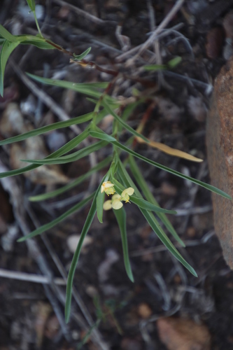 Commelina africana var. lancispatha image