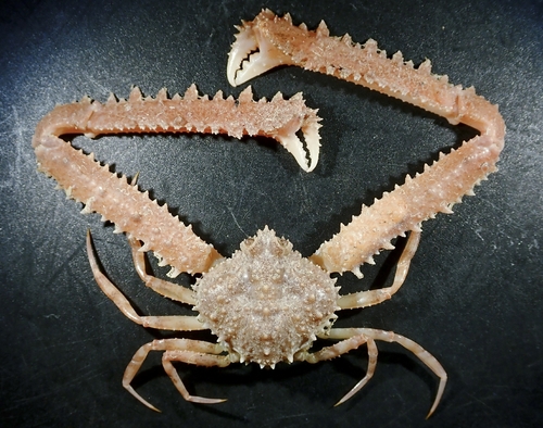 Parthenope longimanus observed 2026-03-12