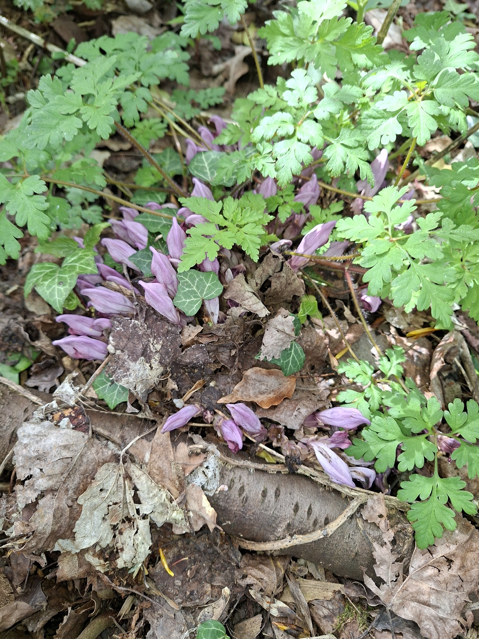 Lathraea Clandestina (Lathraea clandestina)