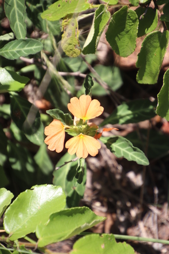 Crossandra fruticulosa, photograph 5
