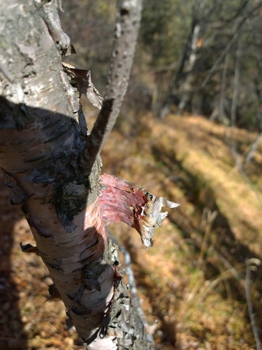 Radde's birch (Betula raddeana)