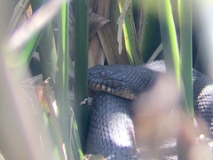Nerodia rhombifer