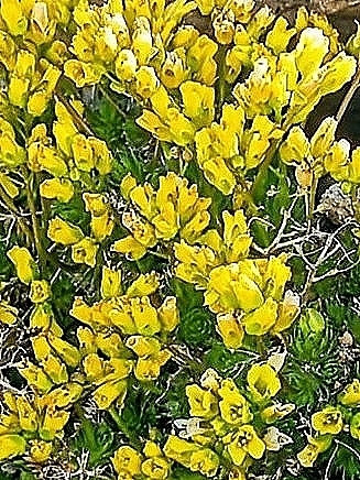 Yellow Whitlow-Grass (Draba aizoides)