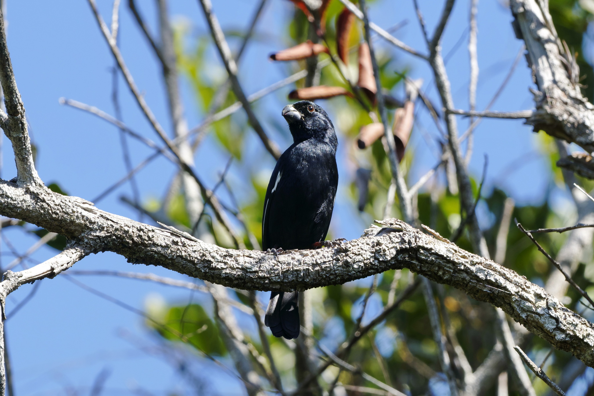 Cuban Bullfinch (Melopyrrha nigra), photo 8