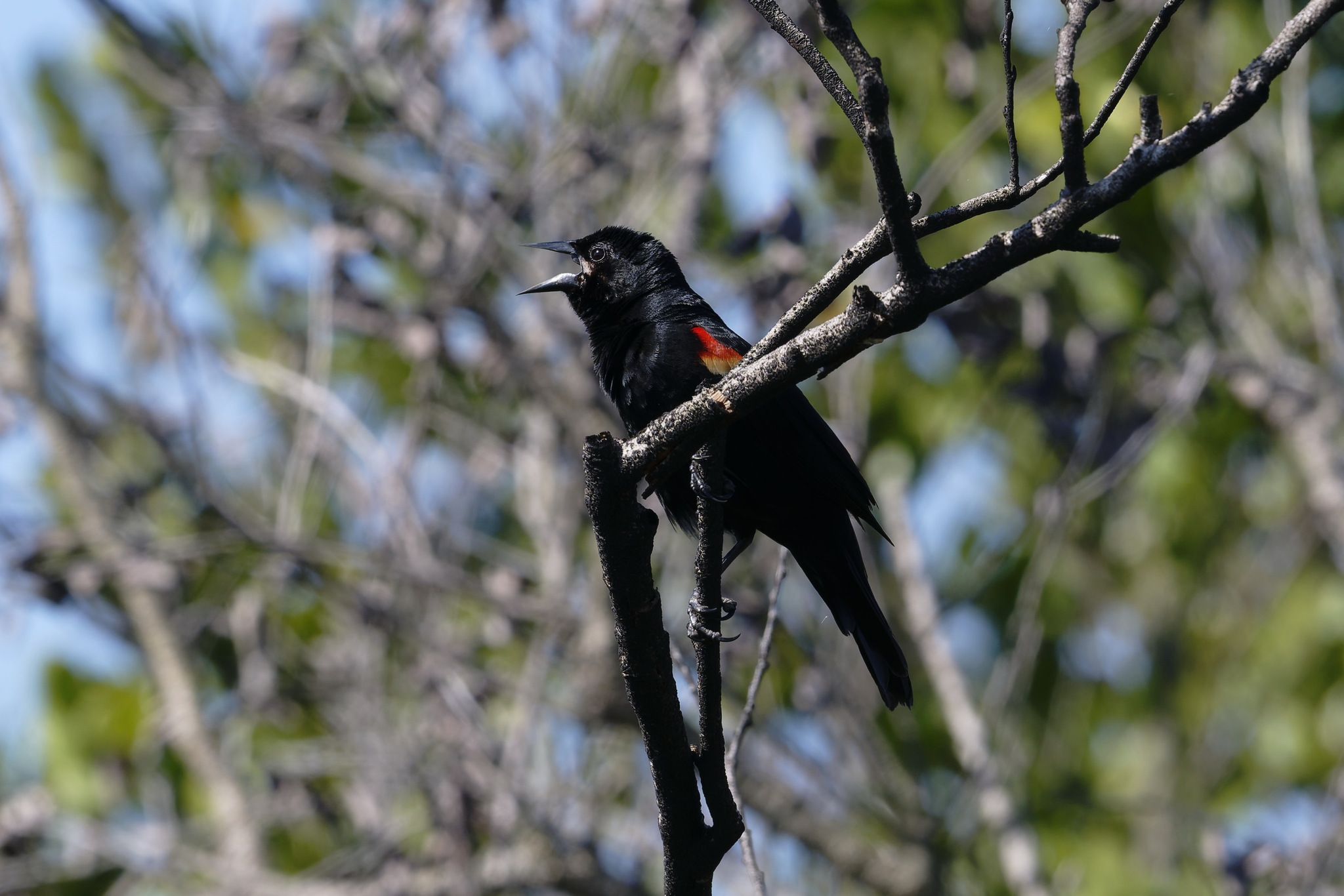 Red-shouldered Blackbird (Agelaius assimilis), photo 1