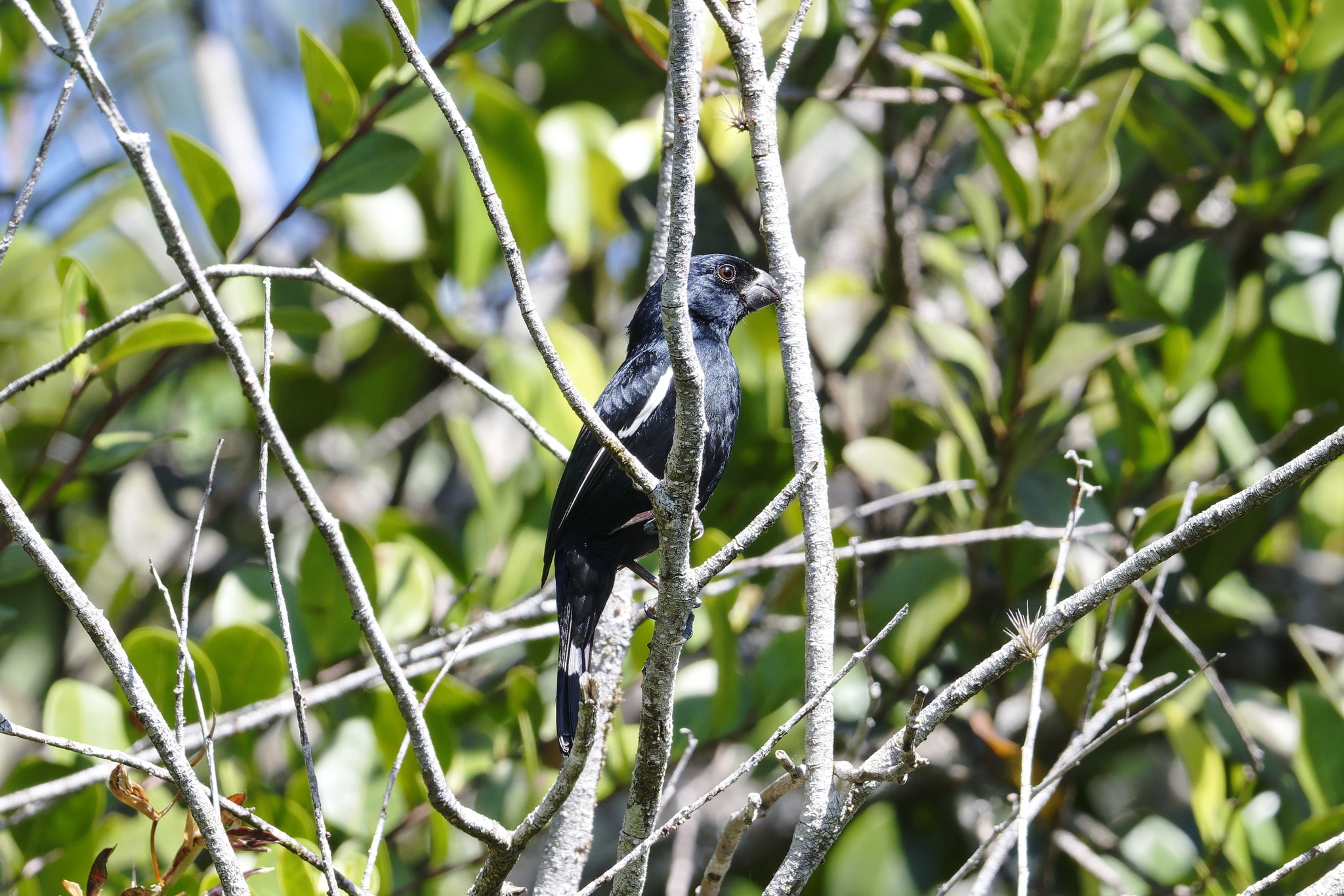 Cuban Bullfinch (Melopyrrha nigra), photo 9