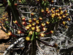 Euphorbia heptagona
