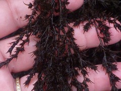 Odonthalia floccosa