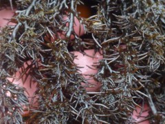 Odonthalia floccosa