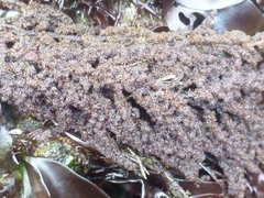 Callithamnion pikeanum