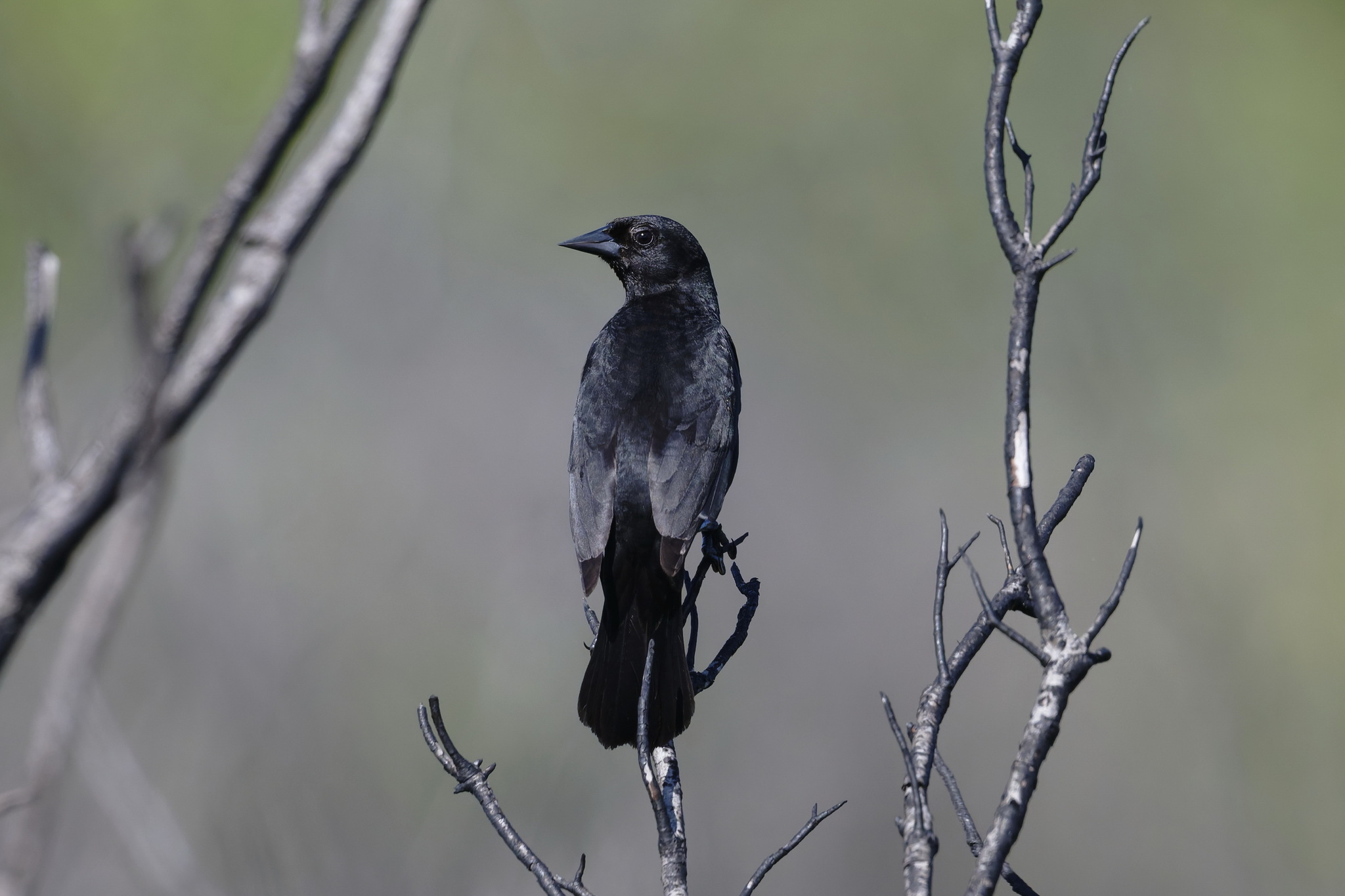 Red-shouldered Blackbird (Agelaius assimilis), photo 2