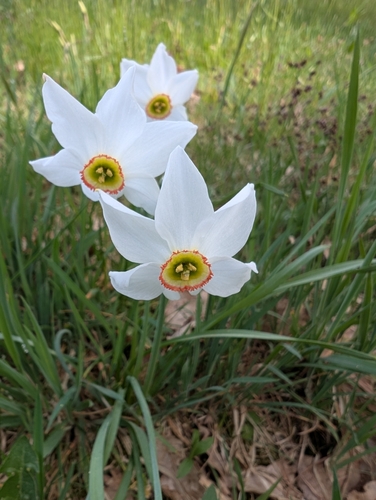 Poet's Narcissus (Narcissus poeticus)