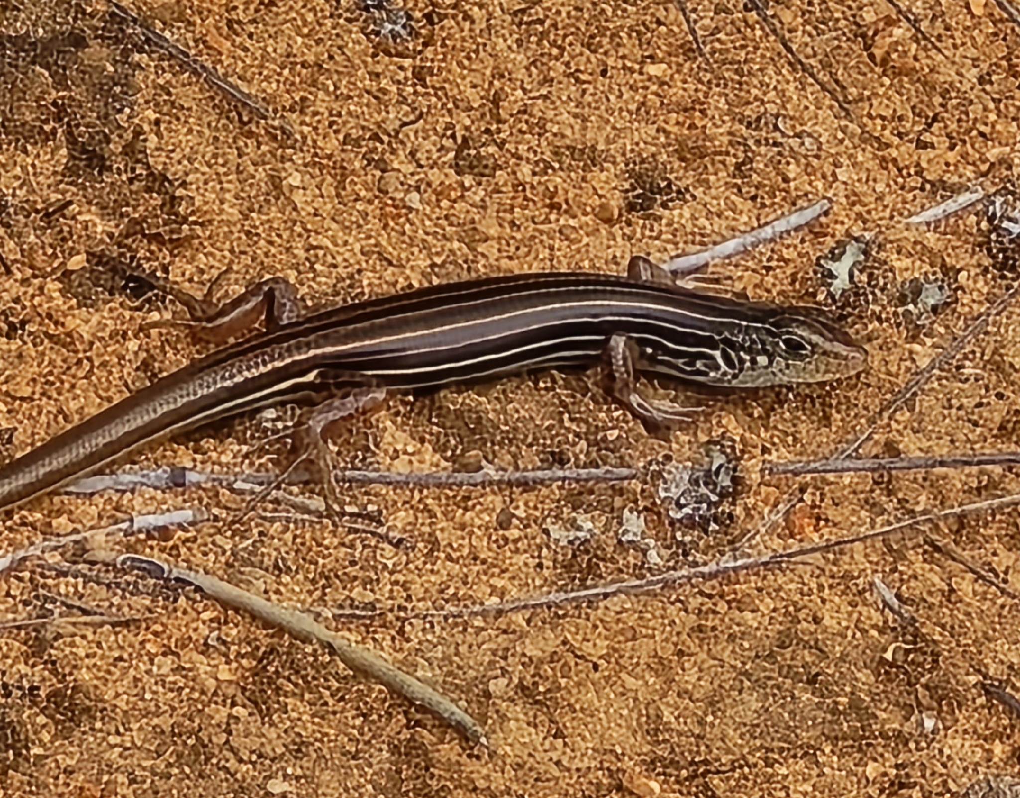 Southern Mallee Ctenotus photo 6