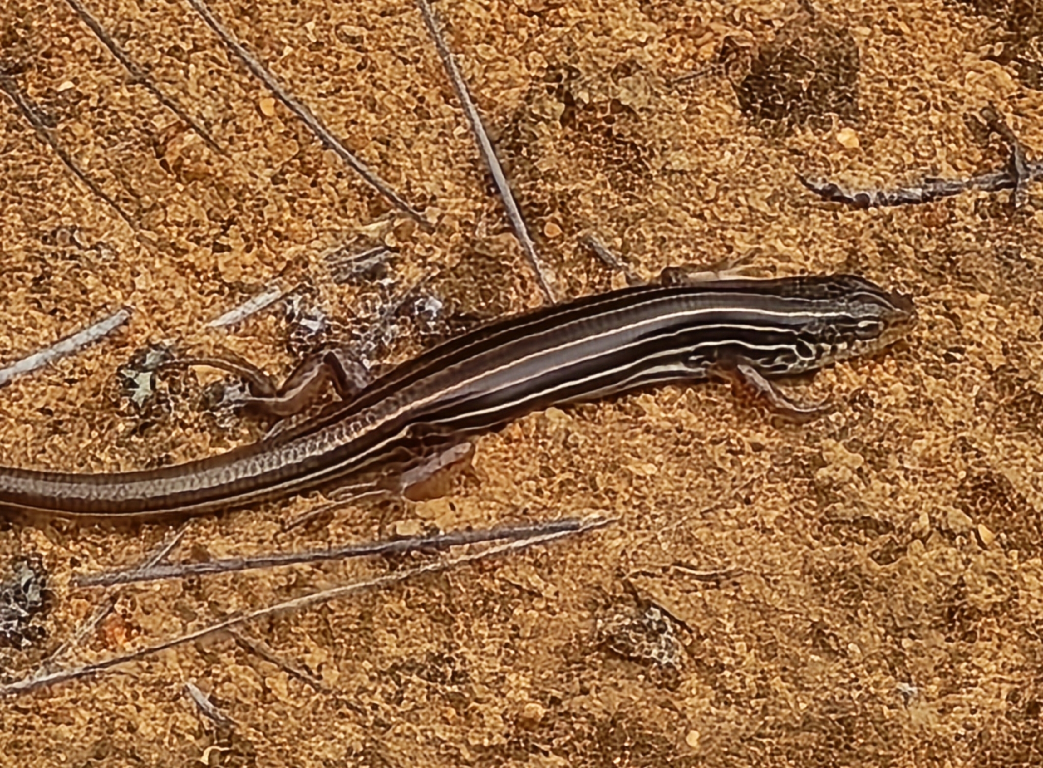 Southern Mallee Ctenotus photo 7