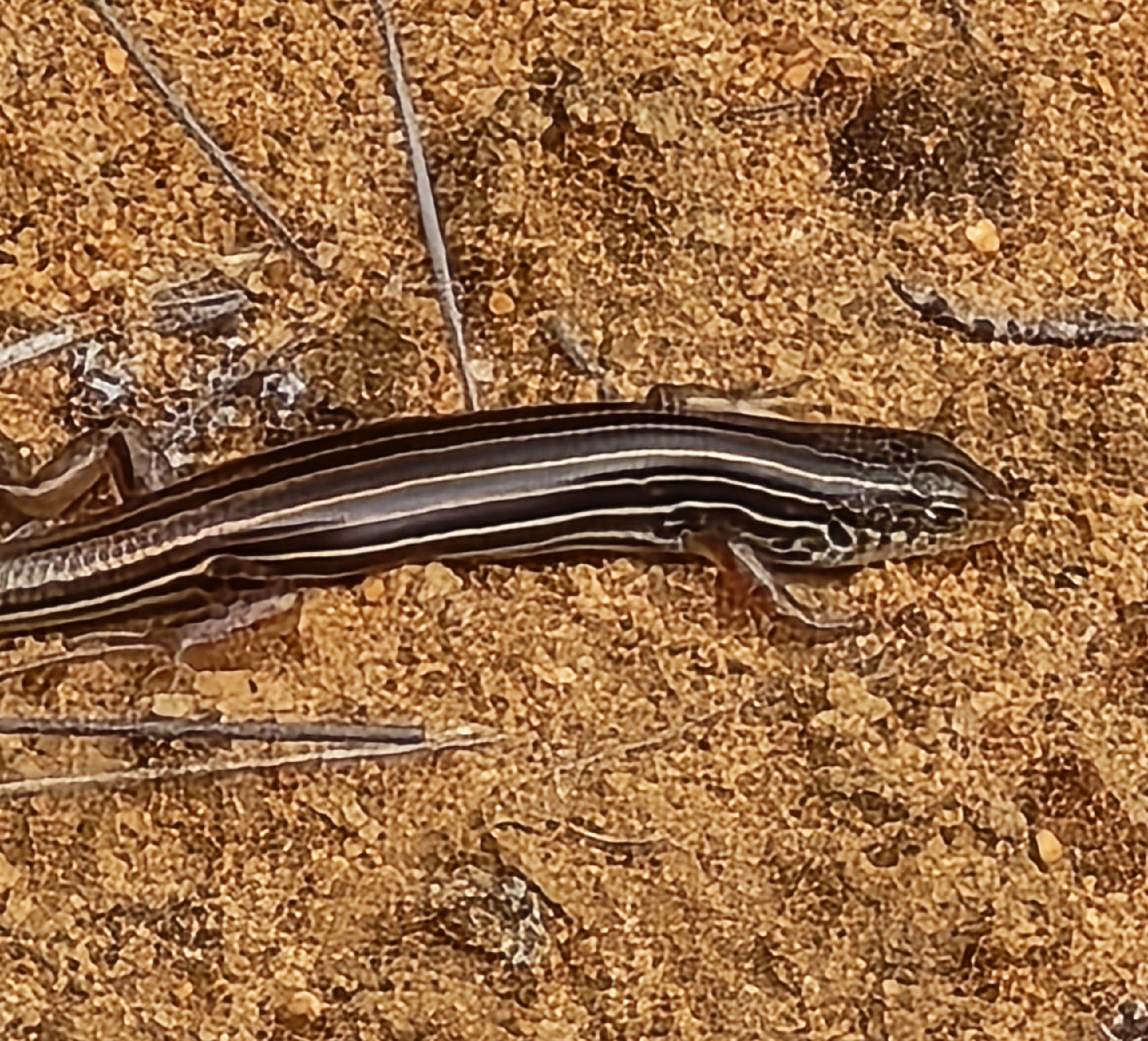 Southern Mallee Ctenotus photo 8
