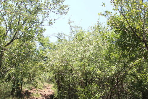 Ziziphus rivularis, photograph 2