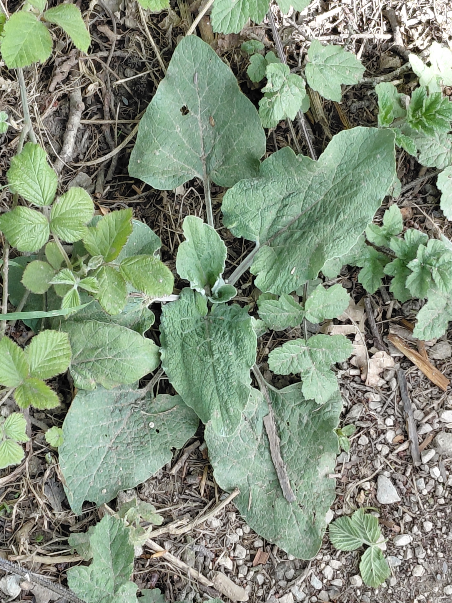 Lesser Burdock (Arctium minus)