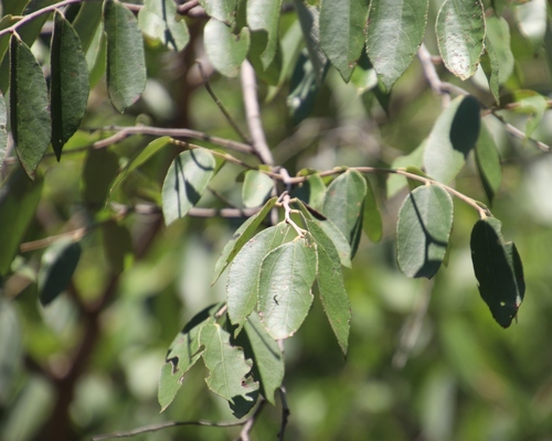 Ziziphus rivularis, photograph 3