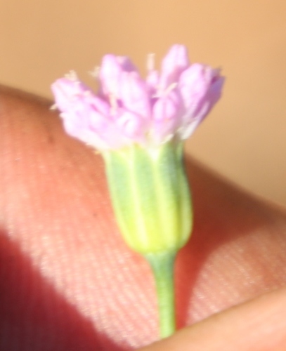 Image of Emilia transvaalensis by (c) Tony Rebelo, some rights reserved (CC BY-SA)
