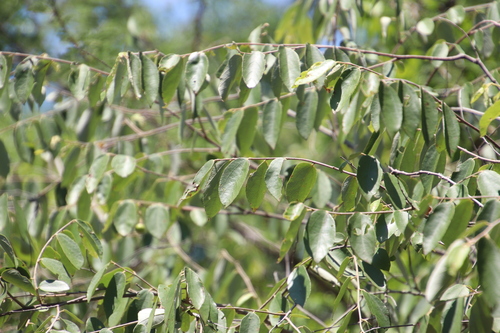 Ziziphus rivularis, photograph 4