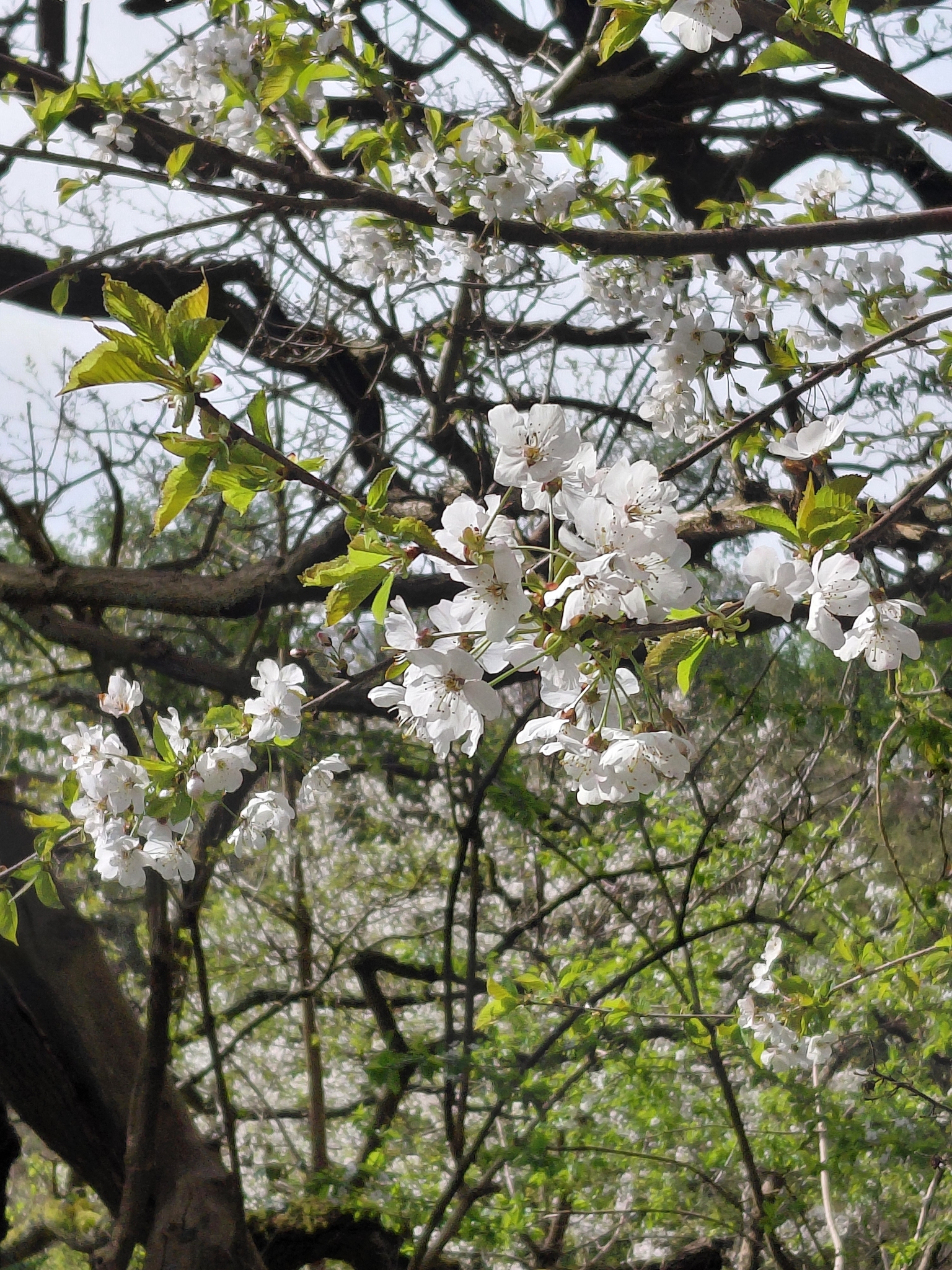 Wild Cherry (Prunus avium)