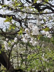 Merisier (Prunus avium)
