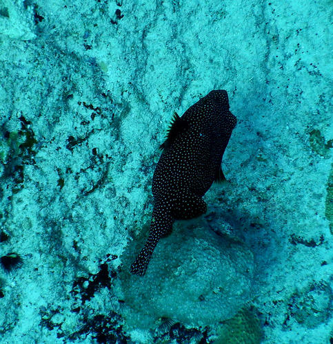 Guineafowl Puffer — seen at this dive site