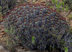Euphorbia heptagona