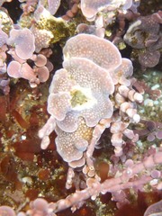 Clathromorphum parcum