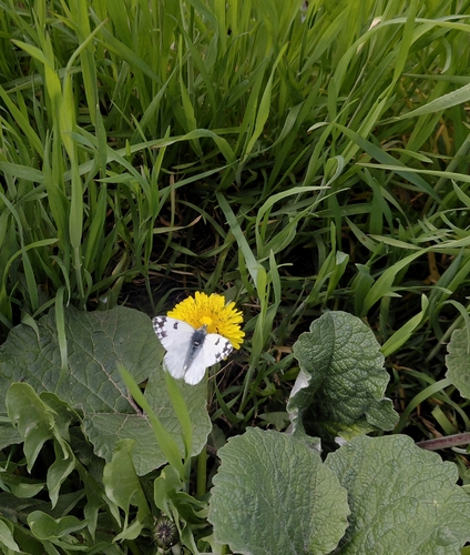 Eastern Bath White