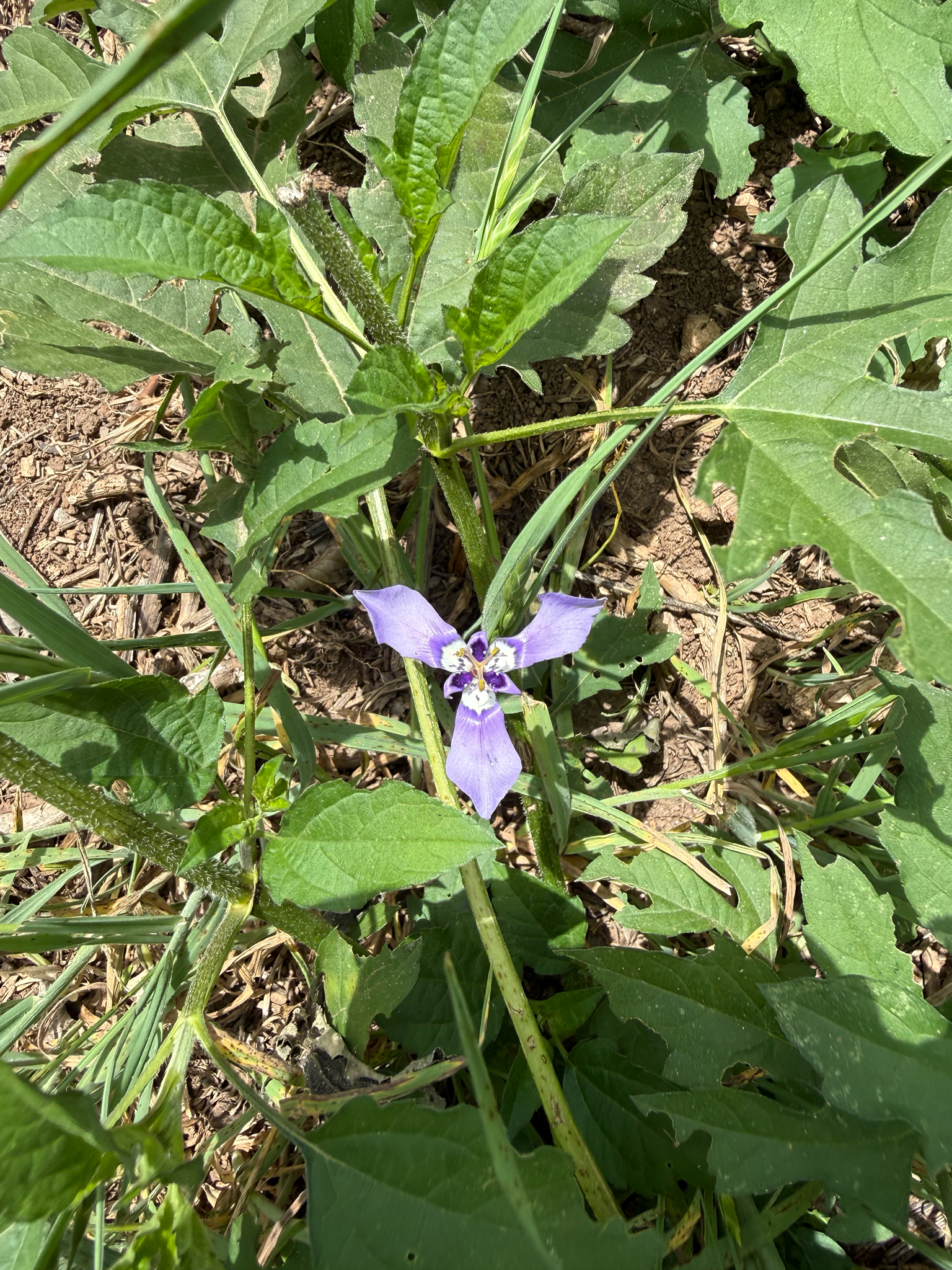 Herbertia Lahue (Herbertia lahue)