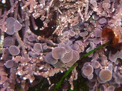 Clathromorphum parcum