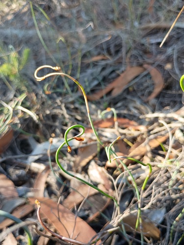 Scale Shedder (Lepidobolus drapetocoleus)