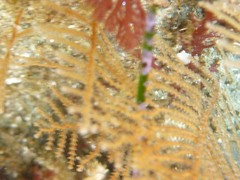 Abietinaria