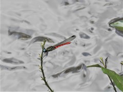 Chlorocypha trifaria