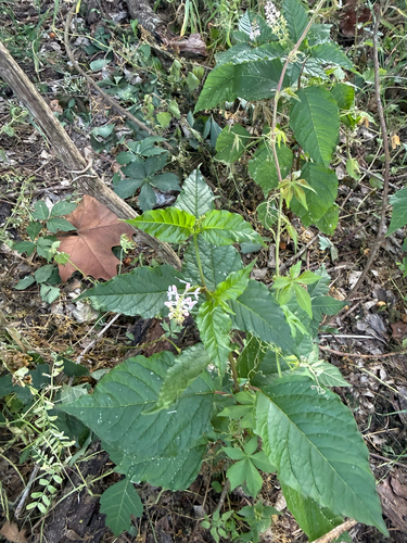 Rougeplant (Rivina humilis)