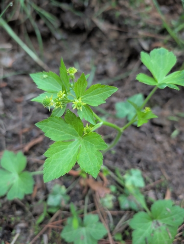 Hooked buttercup (Ranunculus recurvatus)