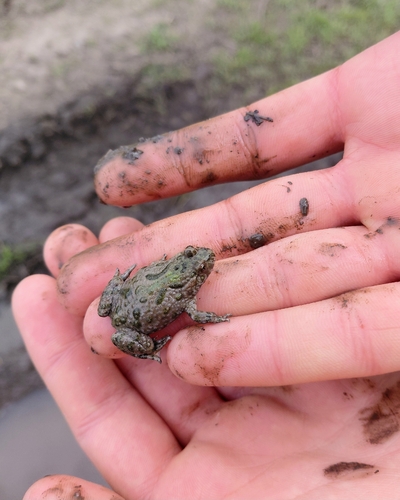 European Fire-Bellied Toad