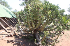 Euphorbia cooperi image