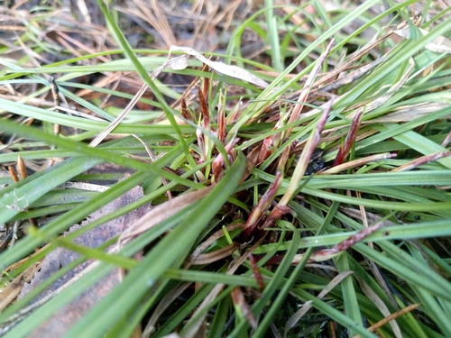 Fingered Sedge (Carex digitata)
