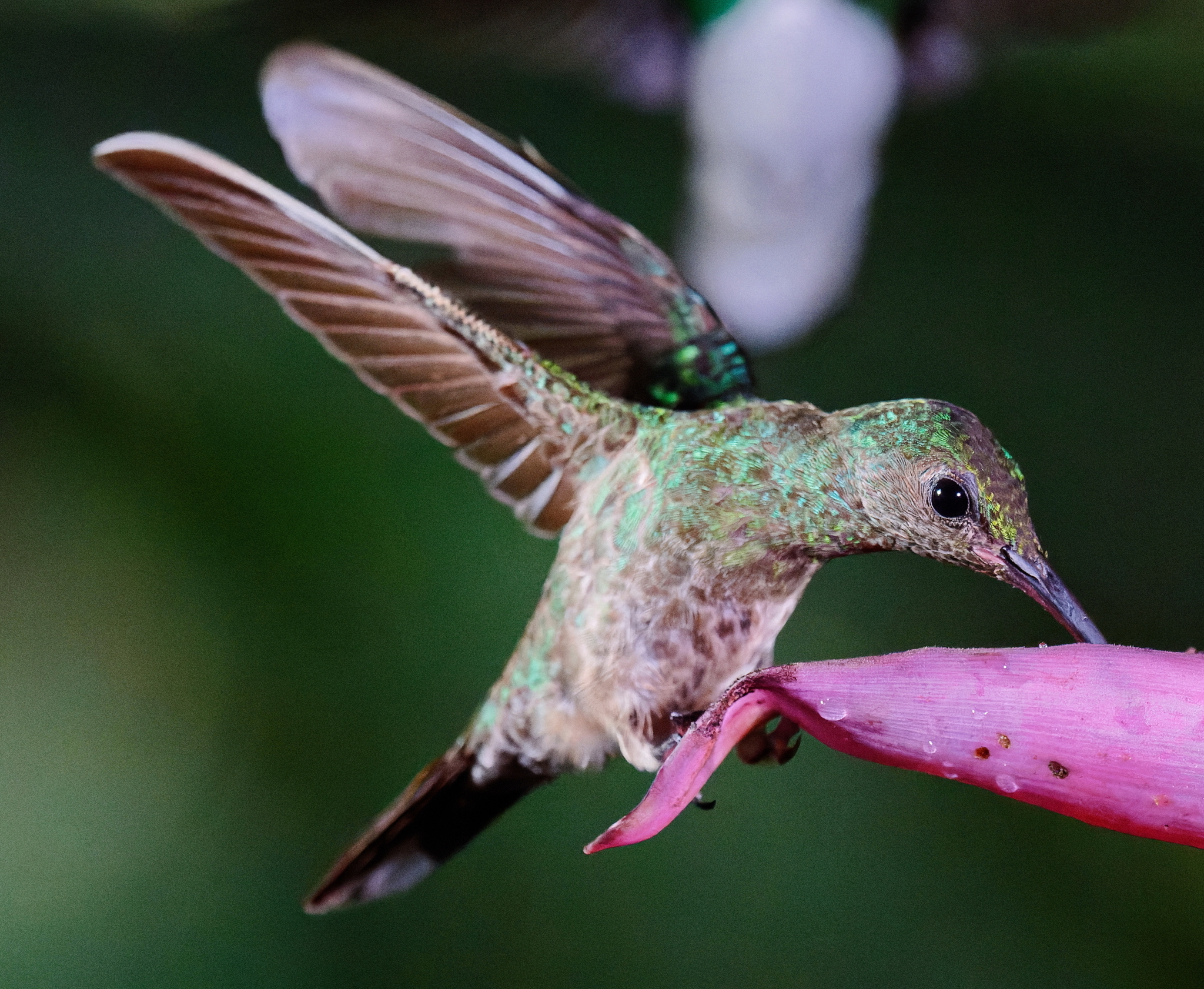 Scaly-breasted Hummingbird (Phaeochroa cuvierii), photo 10