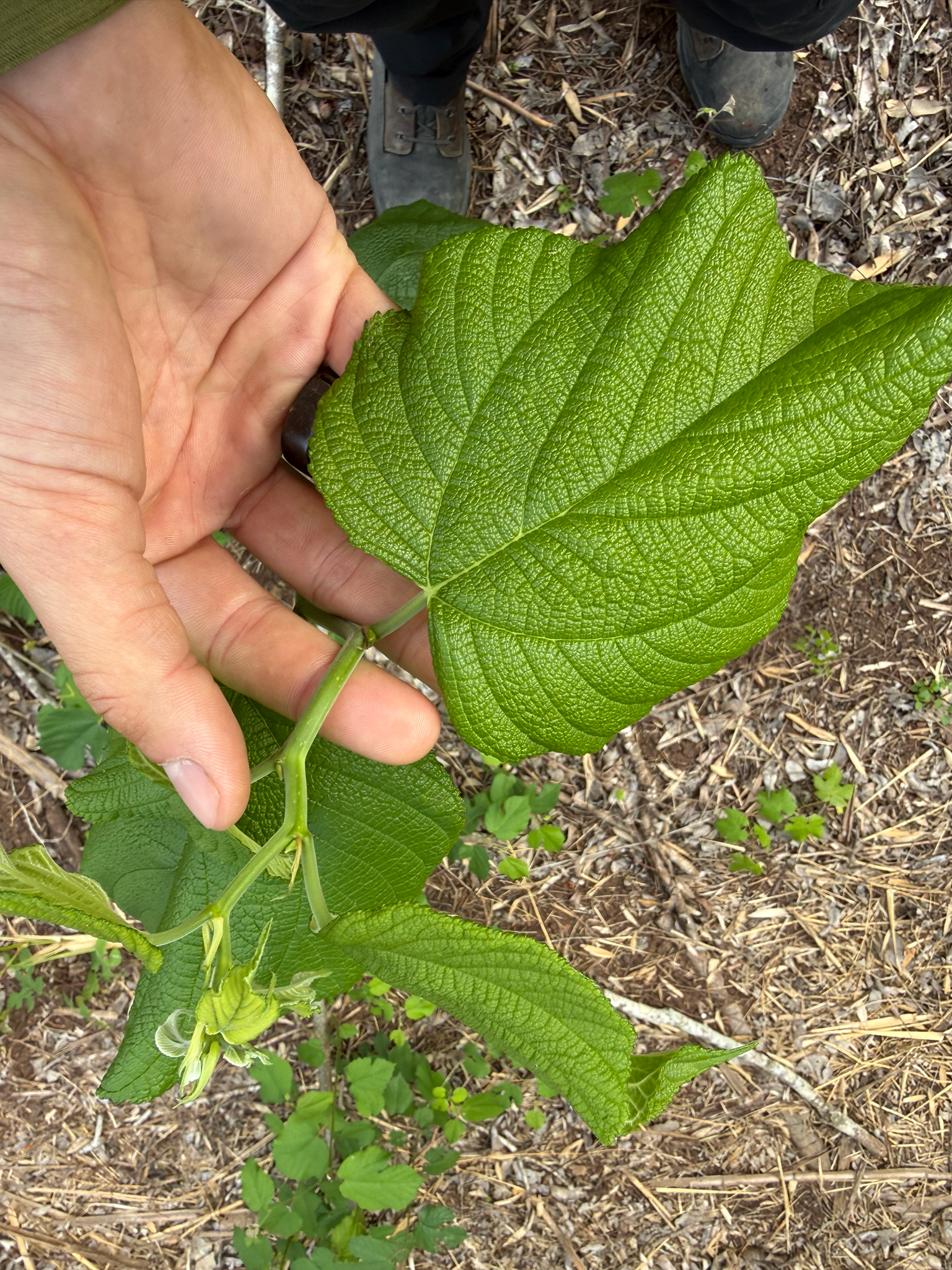 Red Mulberry (Morus rubra)
