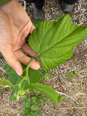 Mûre Rouge (Morus rubra)