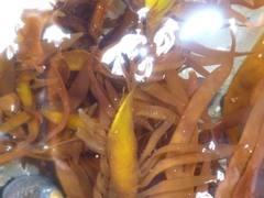 Prionitis lanceolata