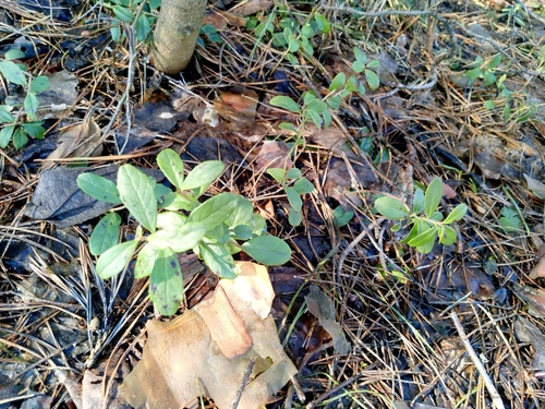 Lingonberry (Vaccinium vitis)
