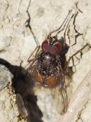 Phaonia rufiventris