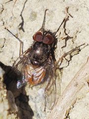 Phaonia rufiventris