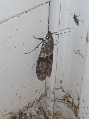 Mediterranean Flour Moth