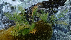 Anisotome brevistylis