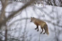 Vulpes vulpes rubricosa